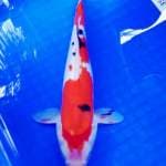 Doitsu sanke, 30 bu