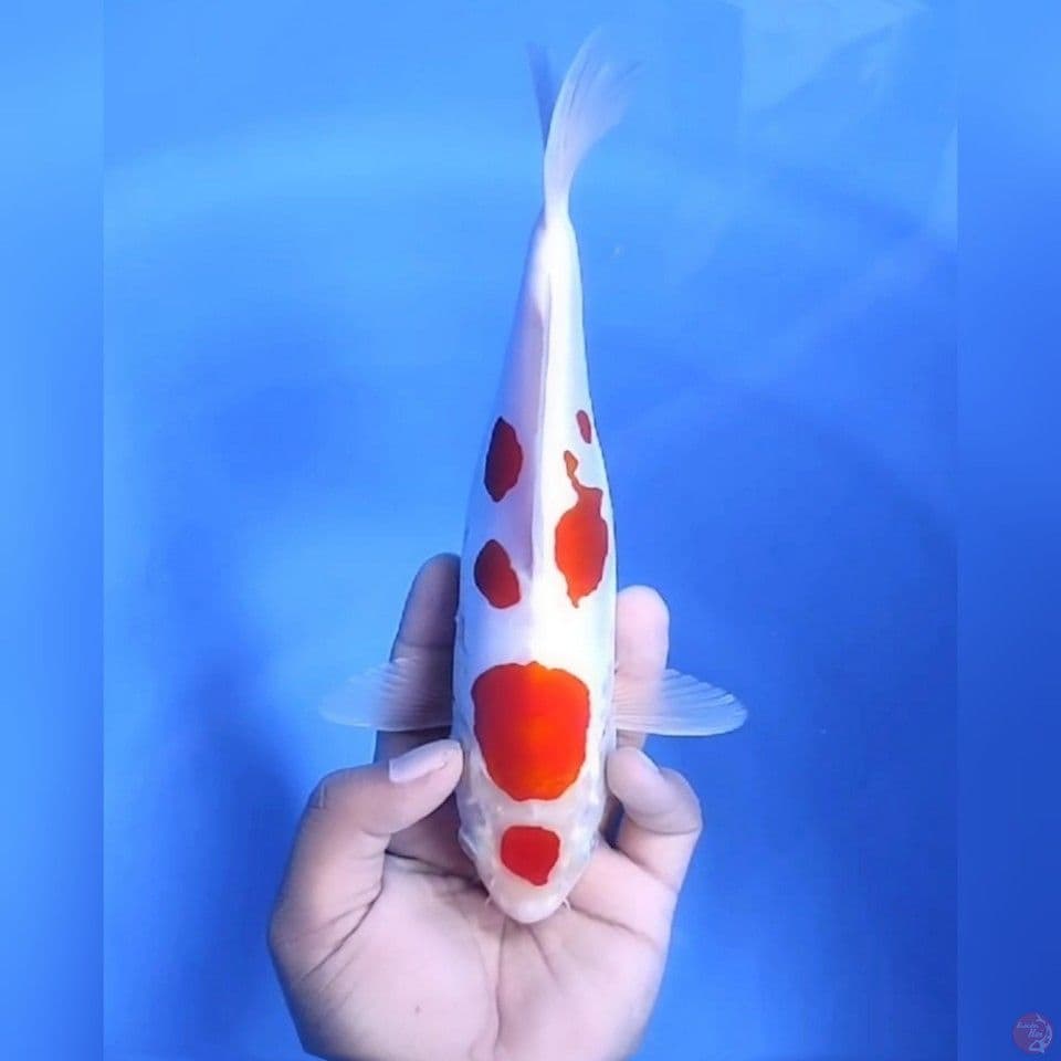 DOITSU KOHAKU # 26CM - F
