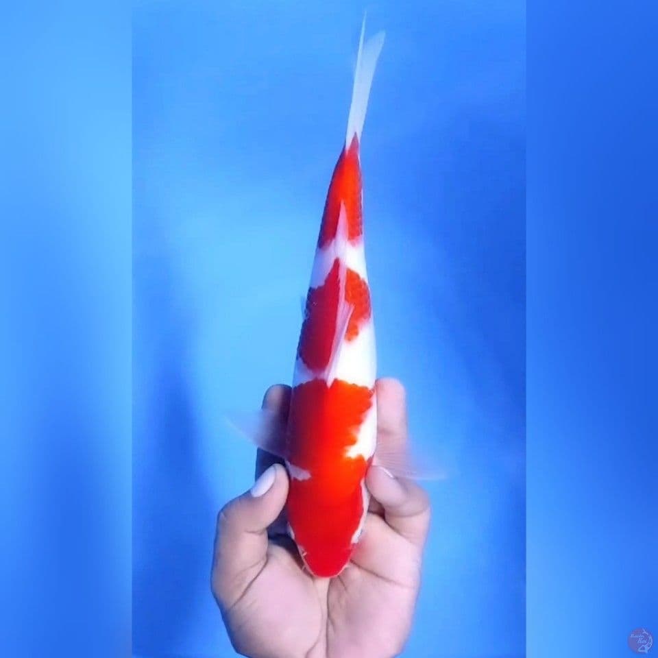 KOHAKU # 26CM - M