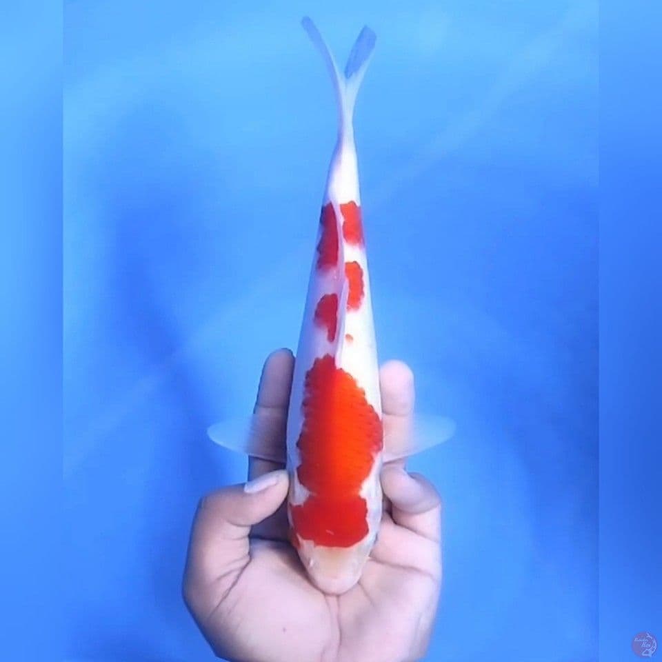 KOHAKU ORIGINAL # 37CM - F