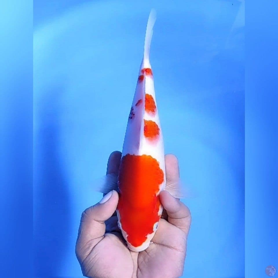 SANKE # 25CM - F