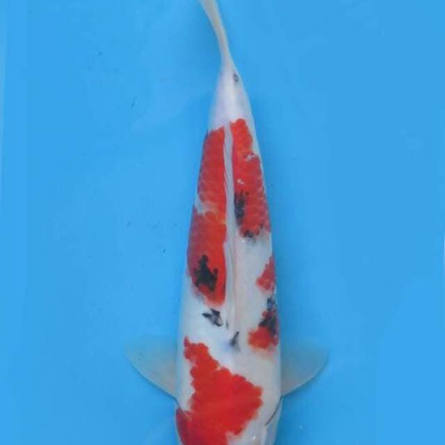 Sanke 33cm