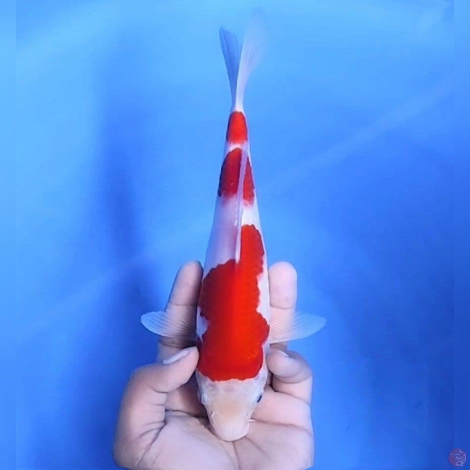 3STEPS KOHAKU # 25CM - F
