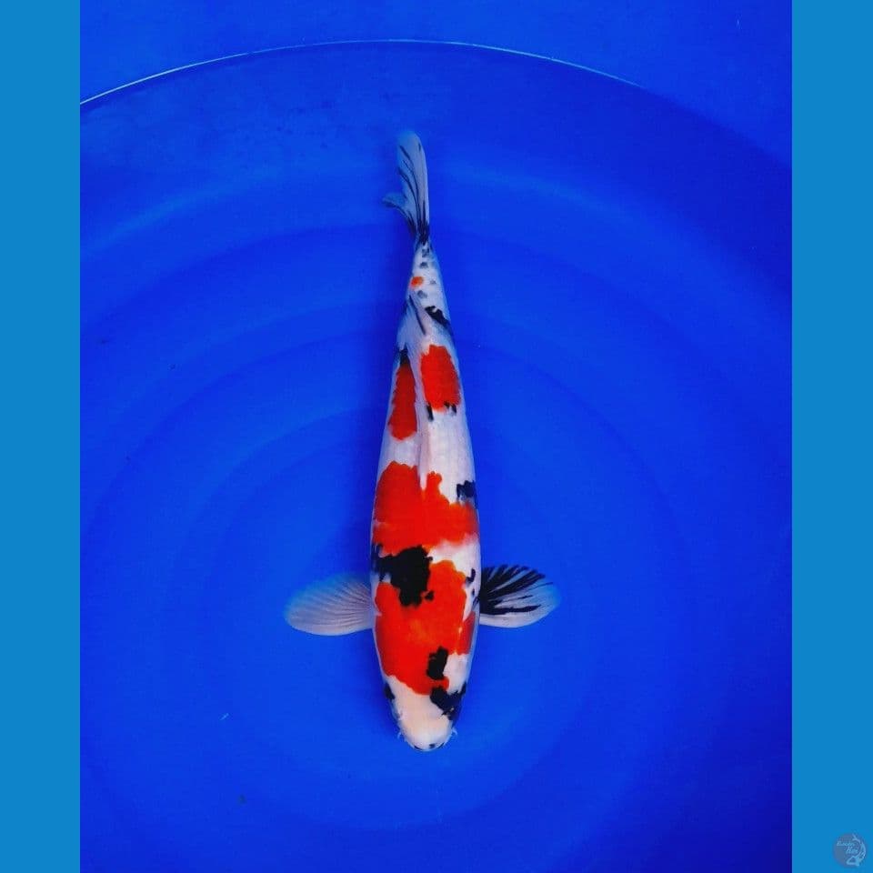 showa male 43cm