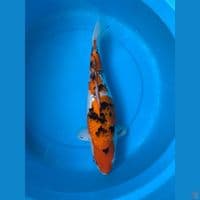 sanke ginrin 42cm