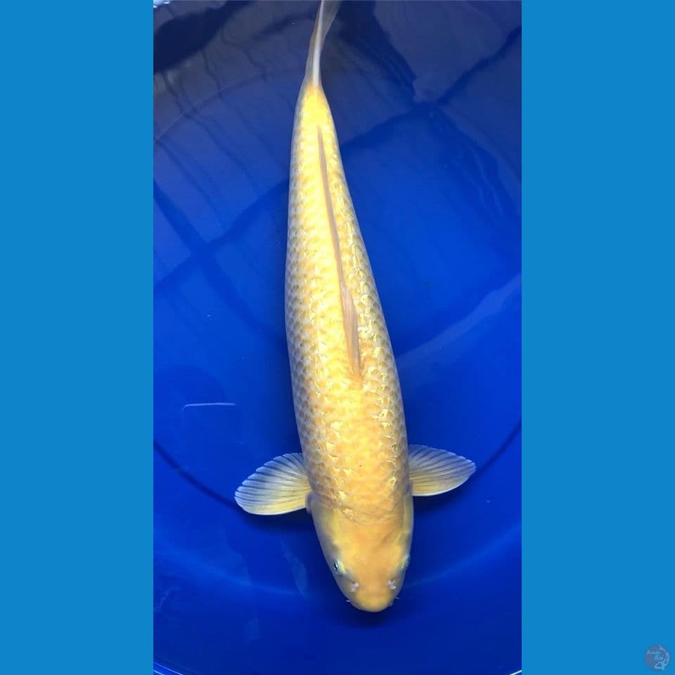 karasi ginrin 50cm