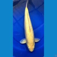 karasi ginrin 50cm