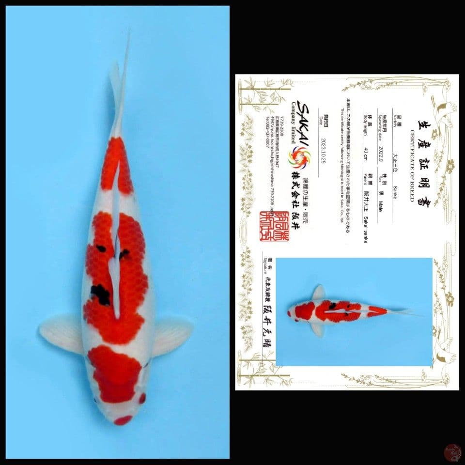 SANKE SAKAI, 40CM