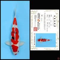 SANKE SAKAI, 40CM