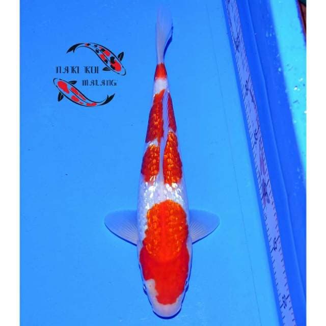 Kohaku Ginrin Full siap show,..