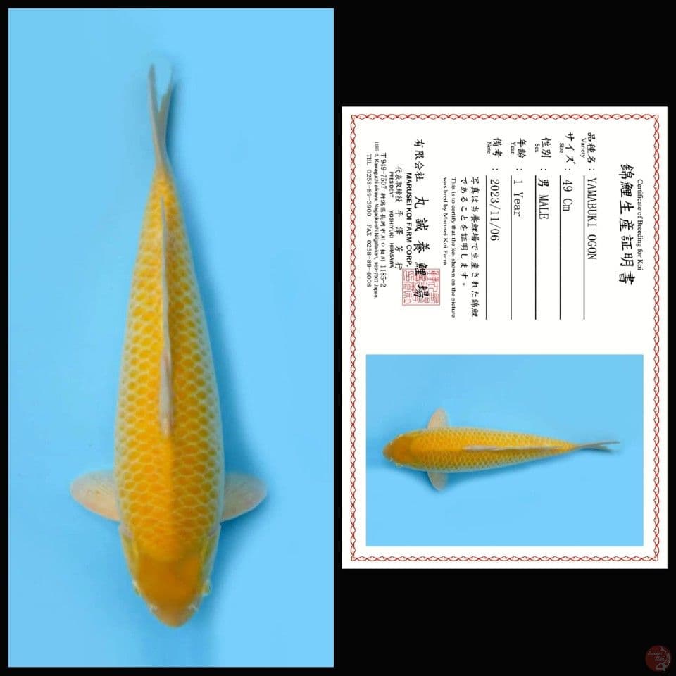 YAMABUKI OGON MARUSEI, 49CM