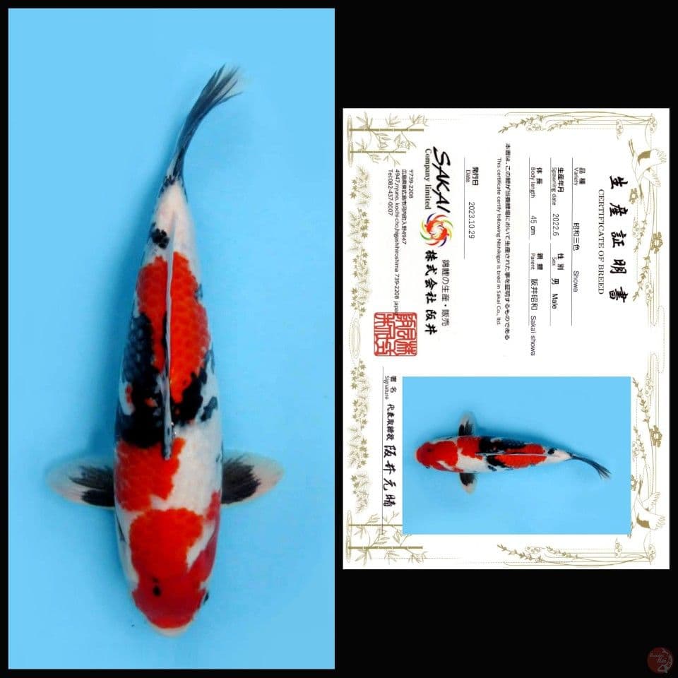 SHOWA SAKAI, 45CM