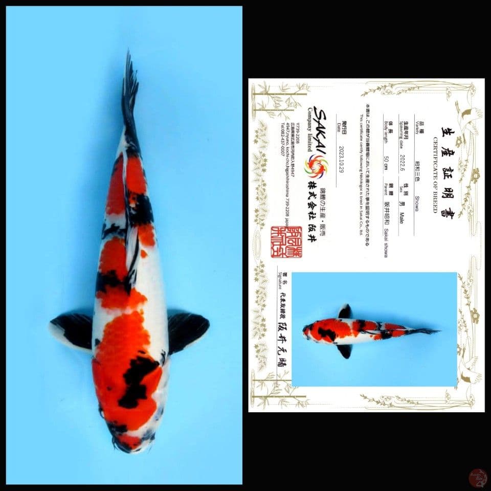 SHOWA SAKAI, 50CM