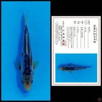 SHUSUI MARUSEI, 14CM