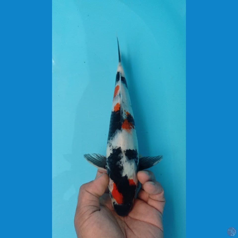 MARUTEN SHOWA 28CM