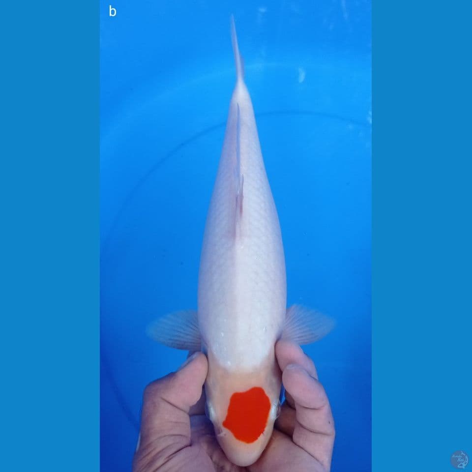 TANCO KOHAKU 34CM