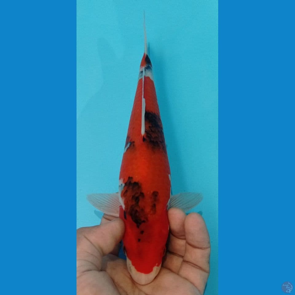 SHOWA 27CM