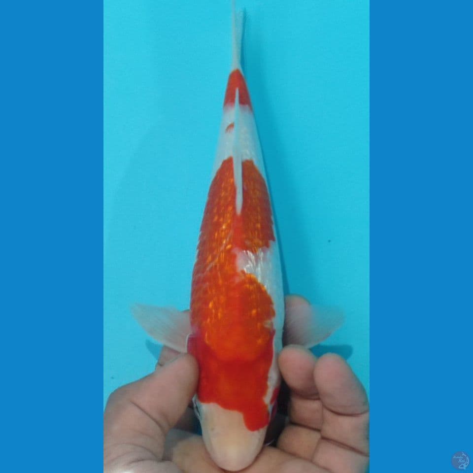 GINRIN 25CM