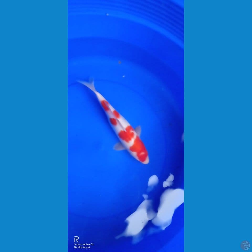 kohaku 31cm