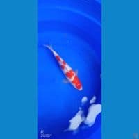 kohaku 31cm