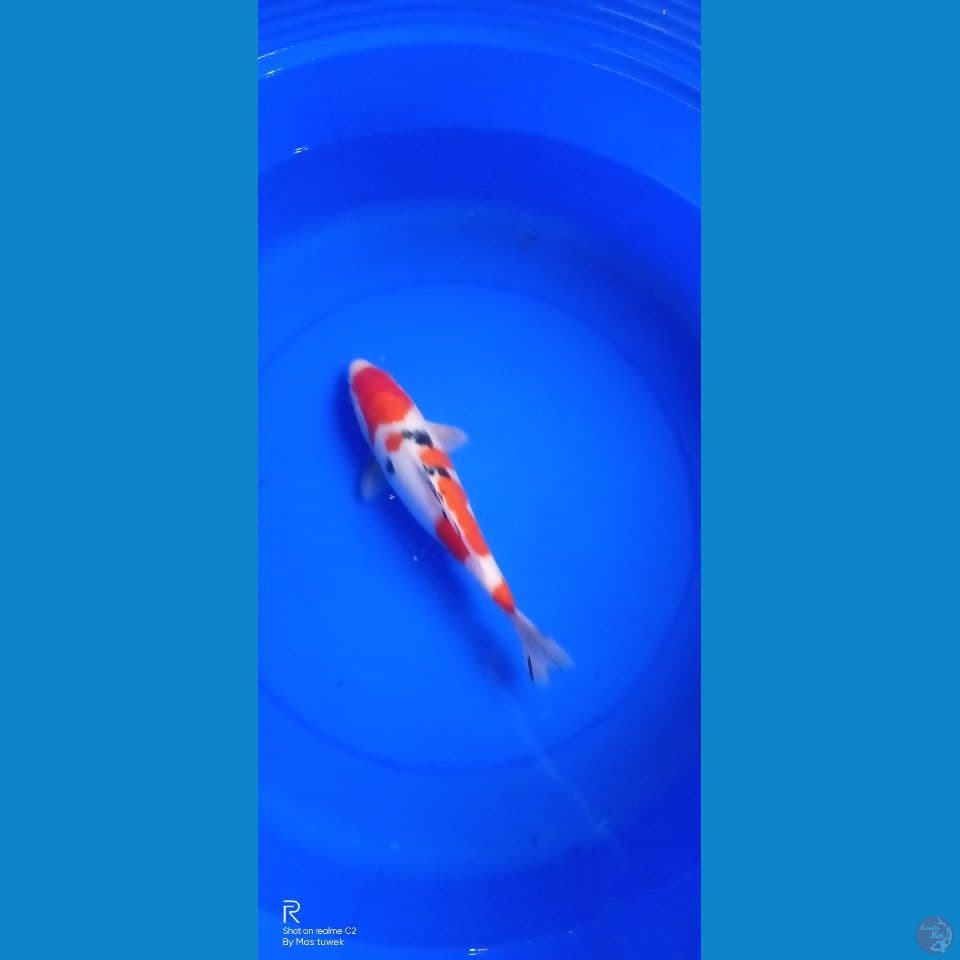 Kohaku sanke 29cm