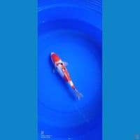 Kohaku sanke 29cm