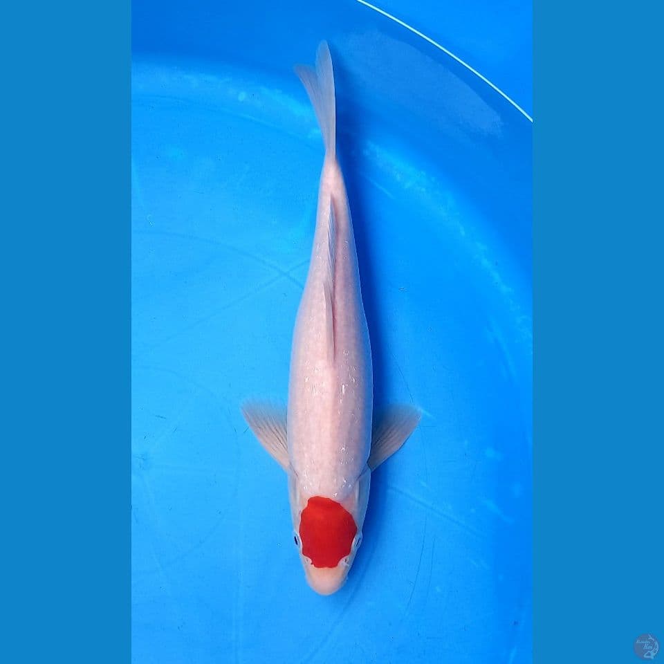 TANCHO ORIGINAL 30cm male