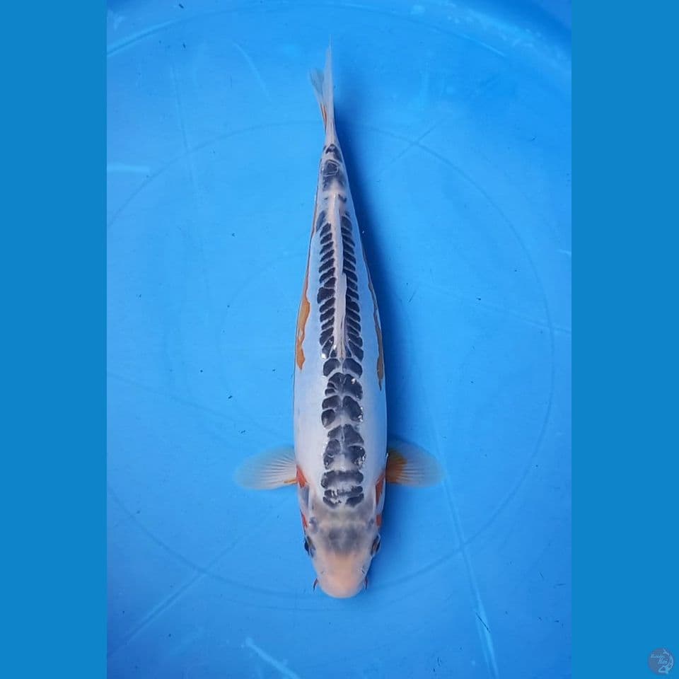 SHUSUI 31CM female