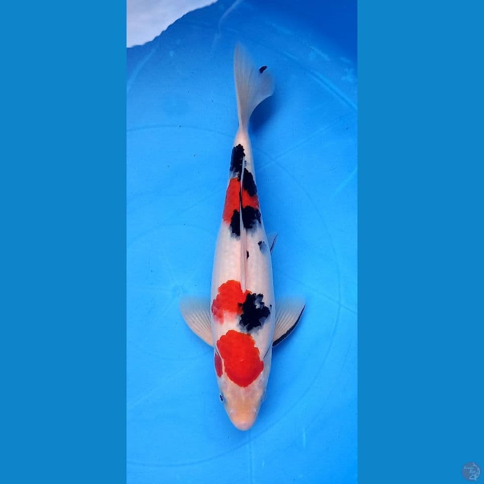 BOZU HALUS SANKE 29CM MALE