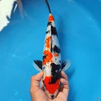 GINRIN SHOWA - good patern 31cm