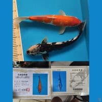 G.Kohaku & G.Shiro