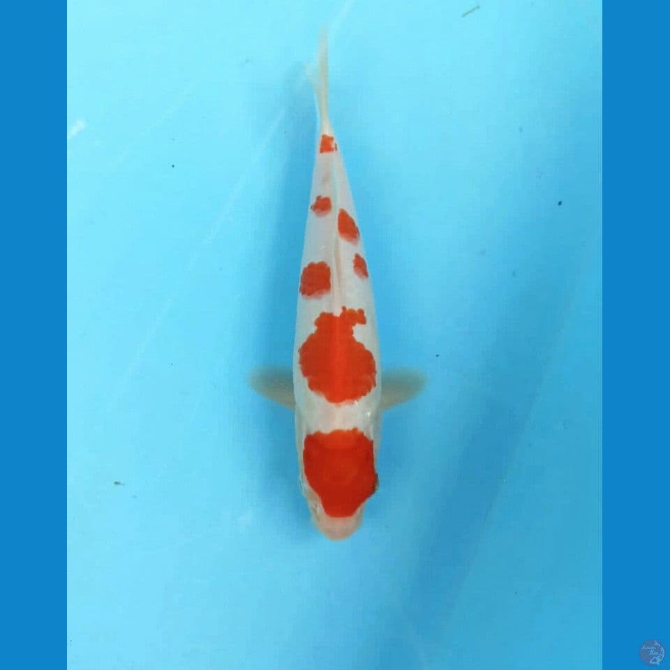 Kohaku 24cm