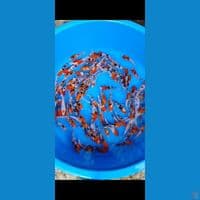 BIBIT SANKE KOHAKU 10-15CM 100EKOR VIDEO VIA WHATSAP