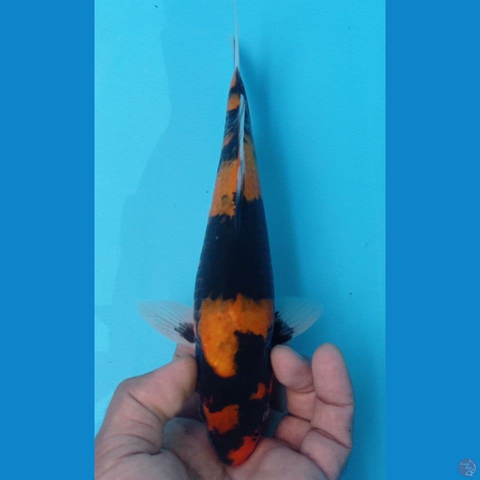 HI SHOWA 27CM
