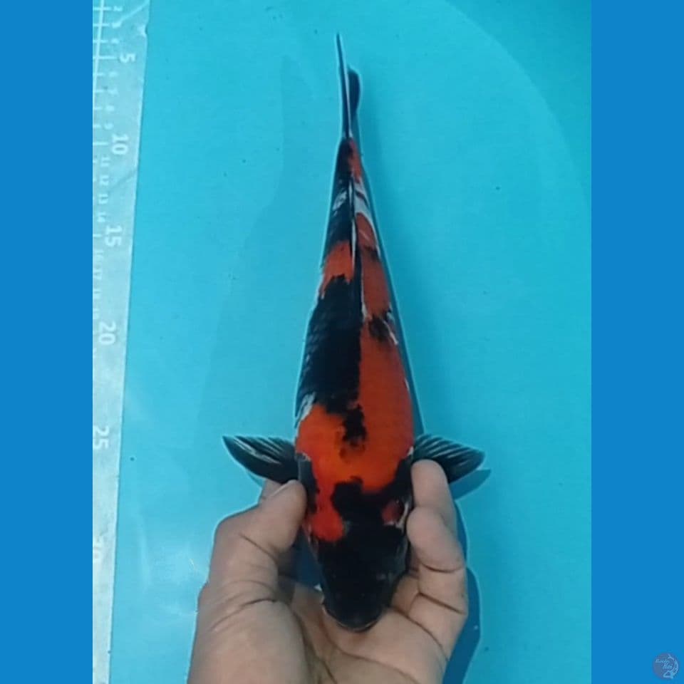 SHOWA 30CM