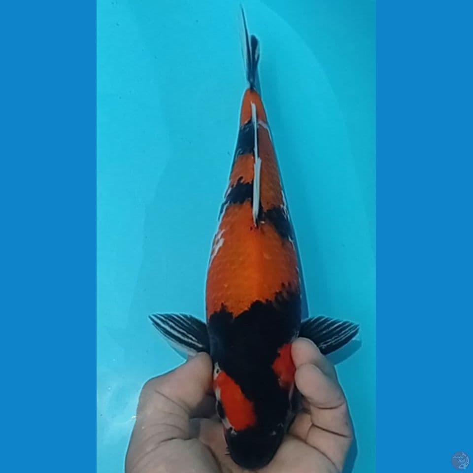 SHOWA 29CM