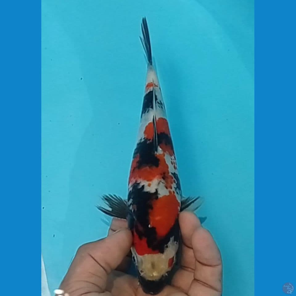 SHOWA 25 CM