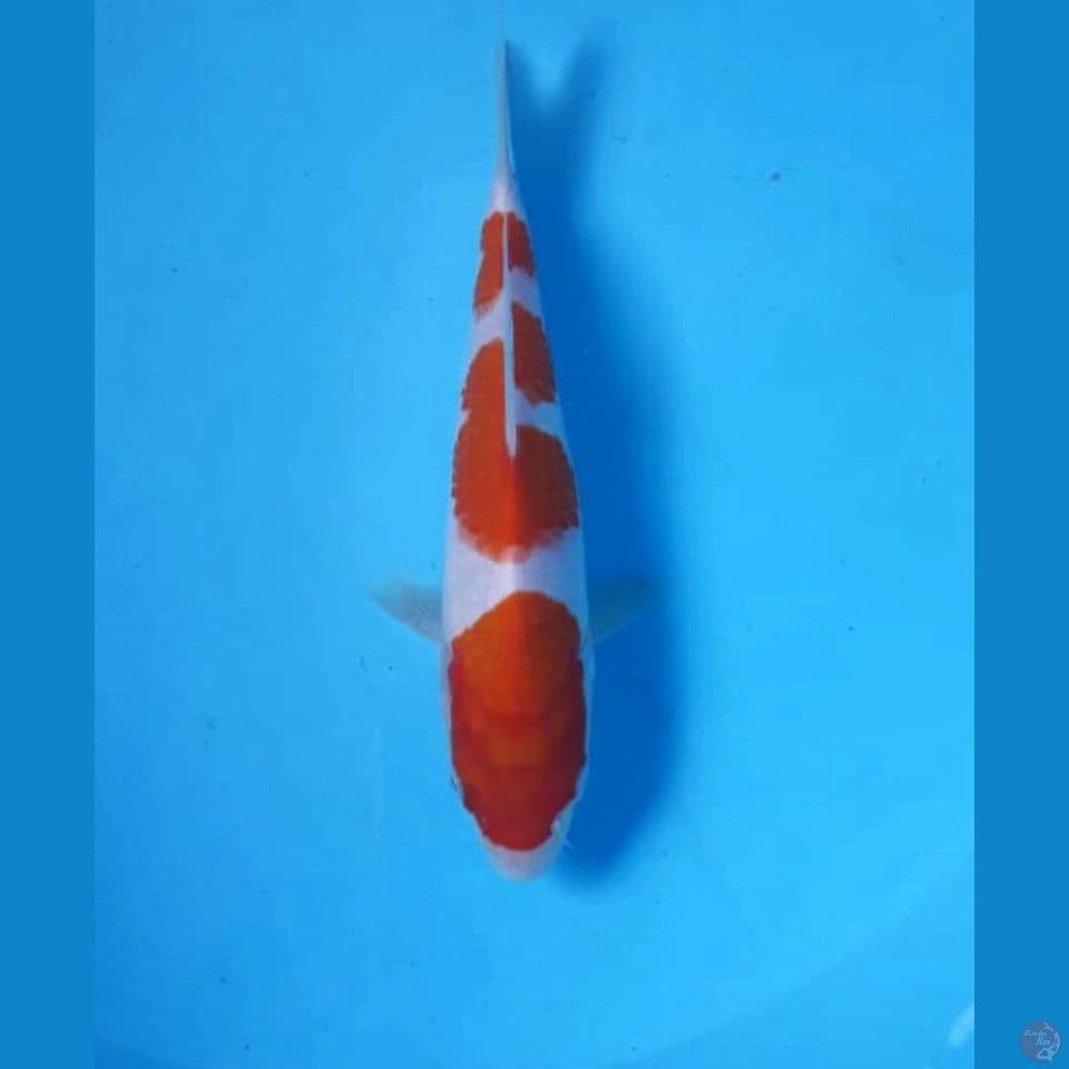 Kohaku 18cm