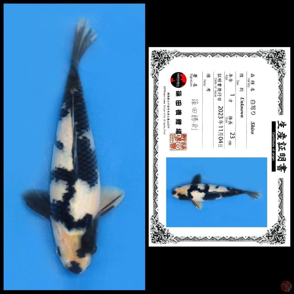 SHIRO SHINODA 23CM MALE