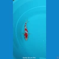 Koi Sanke 