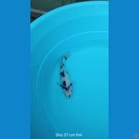 Koi Siro