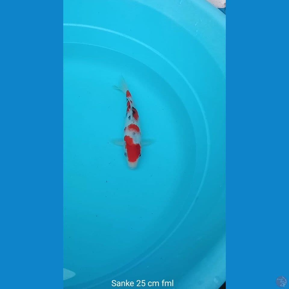 Koi Sanke