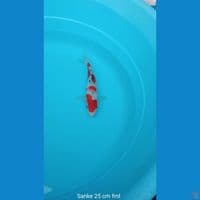 Koi Sanke