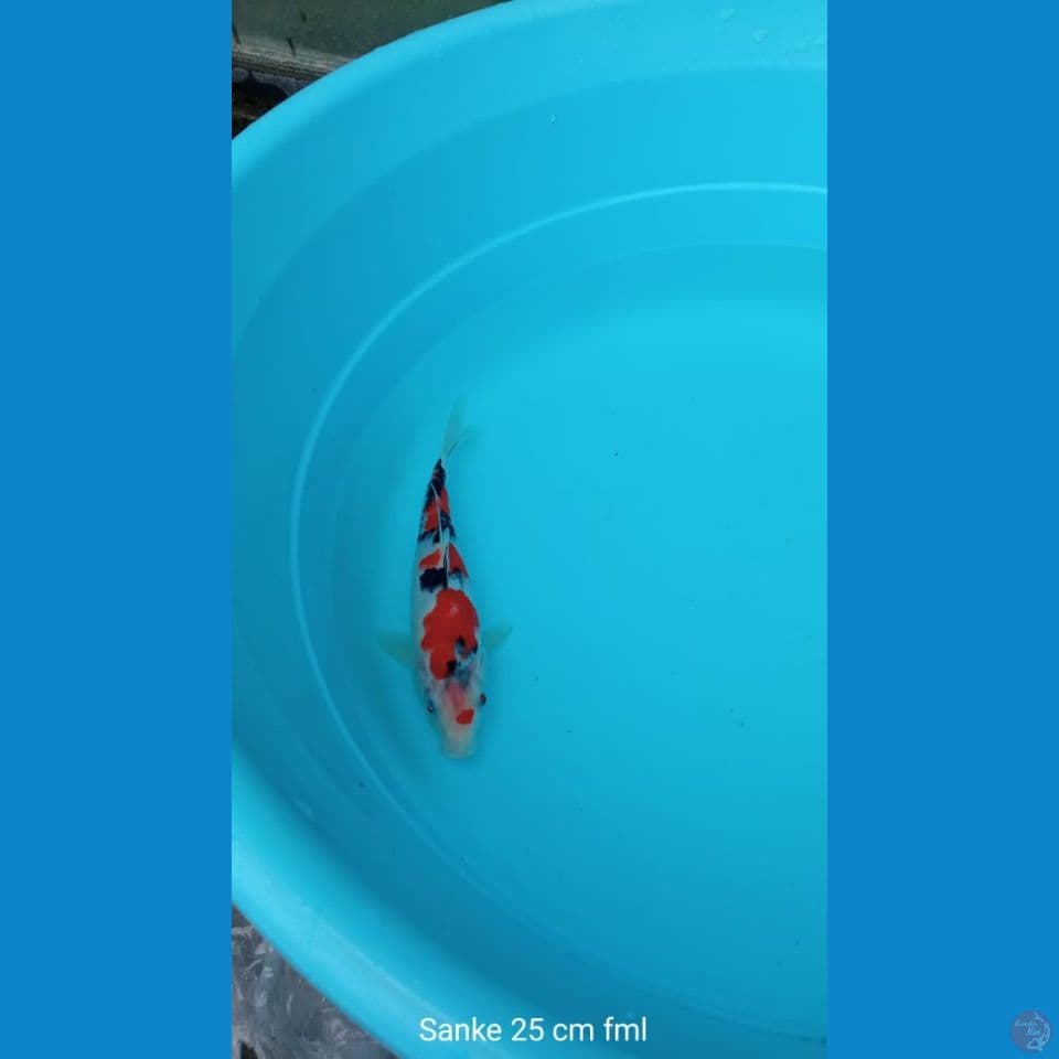 Koi Sanke
