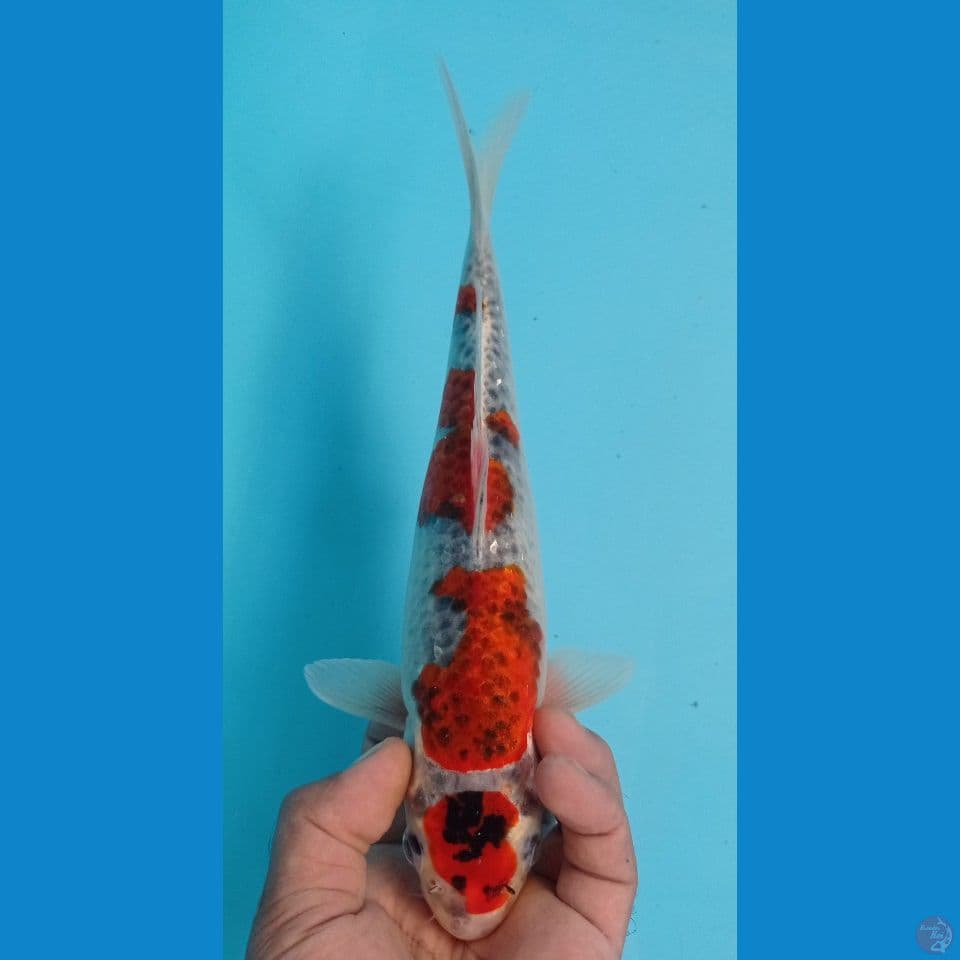 GOSIKI 29CM