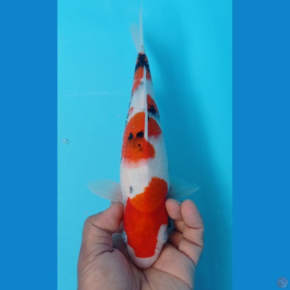 SANKE BULKY 30 CM