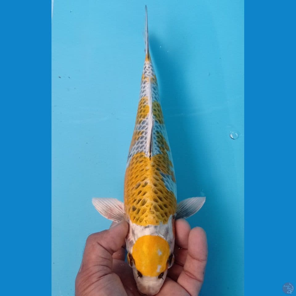 KIRIN 32CM