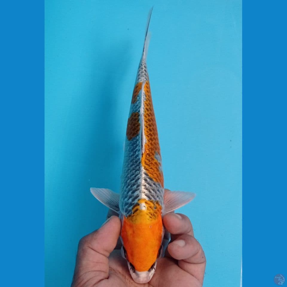 KIJAKU 28CM