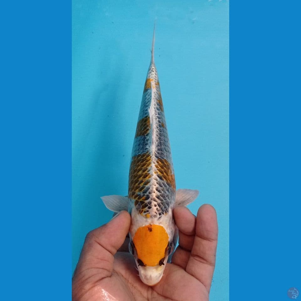 KIKAKU 28CM