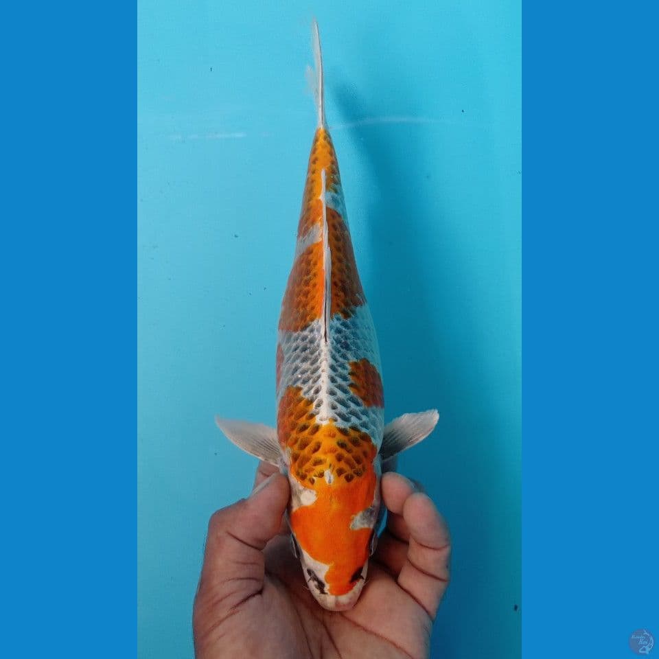 KUJAKU 30CM